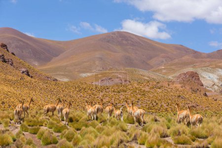 Wild vicunas in Bolivia, South America