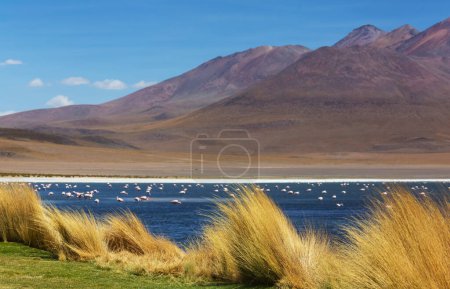 Photo for Altiplano Lake in  Andes mountains, Bolivia, South America - Royalty Free Image
