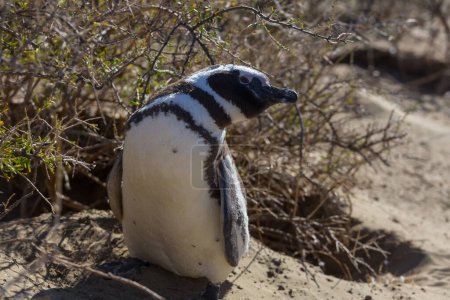 Téléchargez les photos : Pingouin de Magellan (Spheniscus magellanicus) en Patagonie, Argentine
. - en image libre de droit
