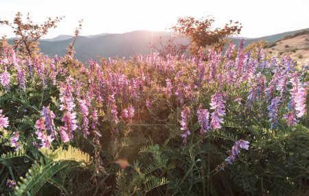 Foto de Hermosas flores silvestres en un prado verde en la temporada de verano. Fondo natural. - Imagen libre de derechos