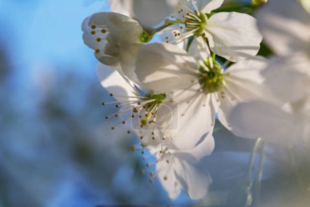 Foto de Árbol floreciente en el jardín de primavera. Hermoso fondo natural primavera. - Imagen libre de derechos