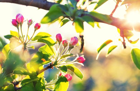 Foto de Árbol floreciente en el jardín de primavera. Hermoso fondo natural primavera. - Imagen libre de derechos