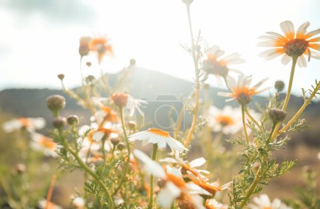 Photo for Chamomiles in the sunny meadow - Royalty Free Image