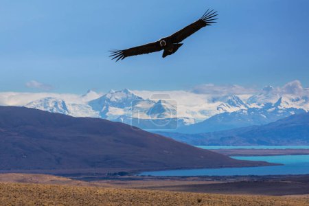Téléchargez les photos : Vol du condor. Paysages de Patagonie dans le sud de l'Argentine. Beaux paysages naturels. - en image libre de droit
