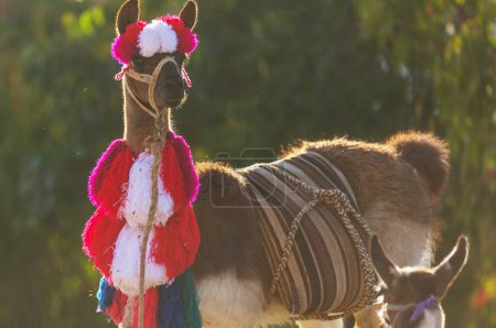 Foto de Llama en colorida decoración en el Perú - Imagen libre de derechos