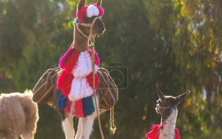 Foto de Llama en colorida decoración en el Perú - Imagen libre de derechos