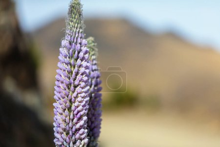 Téléchargez les photos : Belles fleurs sauvages sur une prairie verte en saison estivale. Contexte naturel. - en image libre de droit
