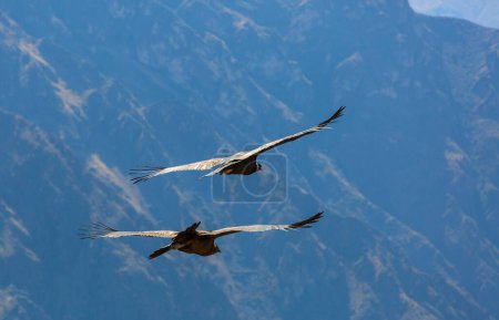 Téléchargez les photos : Condor volant dans le canyon de Colca, Pérou, Amérique du Sud - en image libre de droit