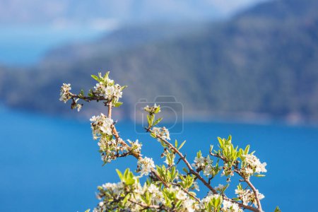 Photo for Blossoming tree in spring garden. Beautiful spring natural background. - Royalty Free Image