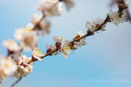 Téléchargez les photos : Arbre en fleurs dans le jardin de printemps. Beau fond naturel de printemps. - en image libre de droit