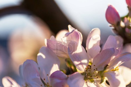 Photo for Blossoming tree in spring garden. Beautiful spring natural background. - Royalty Free Image