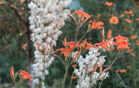 Téléchargez les photos : Fleurs fraîches étonnantes dans le jardin d'été - en image libre de droit