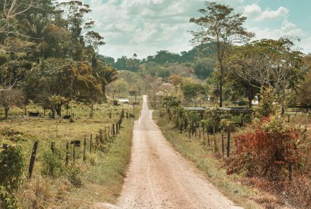 Photo for Dirt rural road in Belize - Royalty Free Image