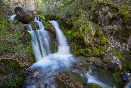 Foto de Cascada en el hermoso bosque verde - Imagen libre de derechos