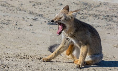 Photo for South American gray fox (Lycalopex griseus), Patagonian fox, in Patagonia mountains - Royalty Free Image