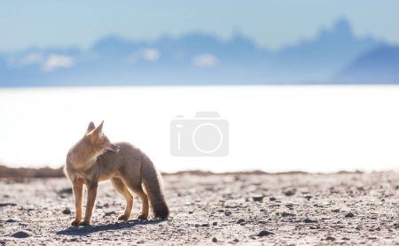 Photo for South American gray fox (Lycalopex griseus), Patagonian fox, in Patagonia mountains - Royalty Free Image
