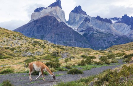 Foto de Guanaco salvaje en Parque Nacional Torres del Paine, Chile, América del Sur - Imagen libre de derechos