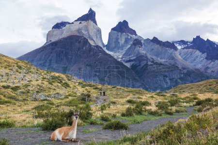 Wild guanaco in Torres del Paine National Park, Chile, South America