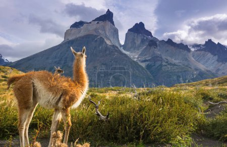 Foto de Guanaco salvaje en Parque Nacional Torres del Paine, Chile, América del Sur - Imagen libre de derechos
