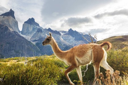 Wild guanaco in Torres del Paine National Park, Chile, South America