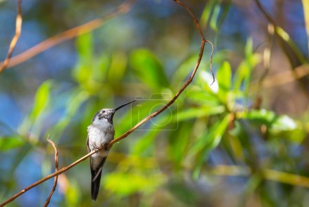 Téléchargez les photos : Colibri coloré au Chili, Amérique du Sud - en image libre de droit