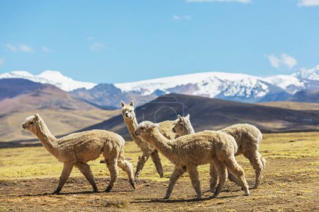 Téléchargez les photos : Lama dans la région éloignée de la Bolivie - en image libre de droit