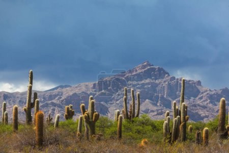 Téléchargez les photos : Paysages secs en Argentine du Nord.Cactus géant sur fond de montagnes. - en image libre de droit