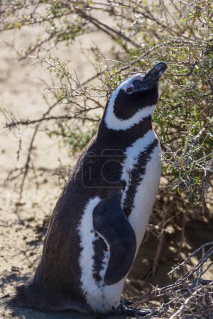 Photo for Magellanic Penguin (Spheniscus magellanicus) in Patagonia, Argentina. - Royalty Free Image