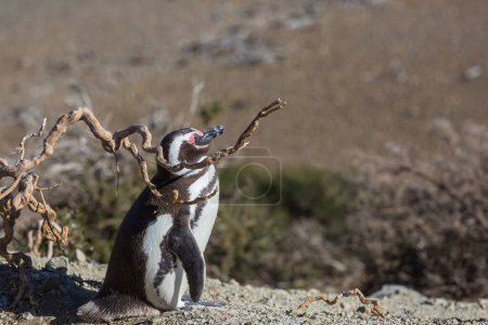 Photo for Magellanic Penguin (Spheniscus magellanicus) in Patagonia, Argentina. - Royalty Free Image