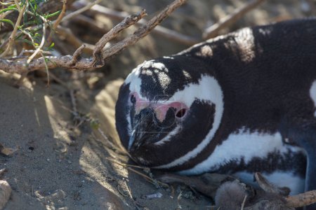 Téléchargez les photos : Pingouin de Magellan (Spheniscus magellanicus) en Patagonie, Argentine
. - en image libre de droit