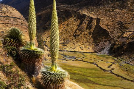 Puya Raimondii Plants high up in the Peruvian Andes, South America.