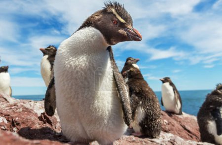 Foto de Pingüinos Rockhopper en Argentina - Imagen libre de derechos