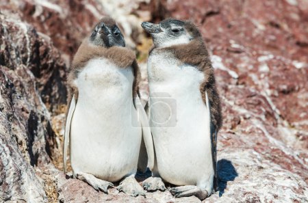 Pingouins Rockhopper dans le sud de l'Argentine