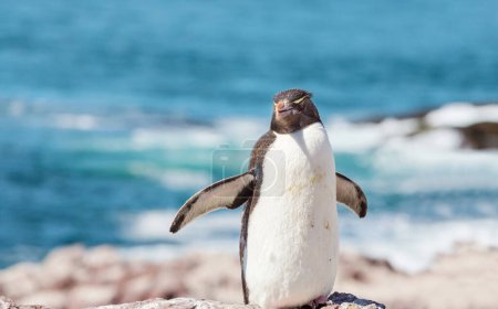 Pingouins Rockhopper dans le sud de l'Argentine