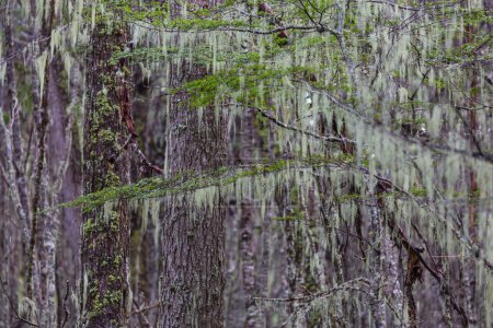 Haya antártica cubierta de liquen (Nothofagus sp.) bosques cerca de Ushuaia, Argentina
