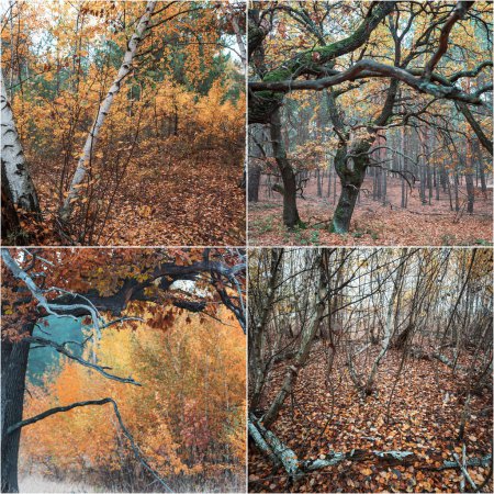Photo for Orange and Yellow Autumn collage. Fall background. - Royalty Free Image
