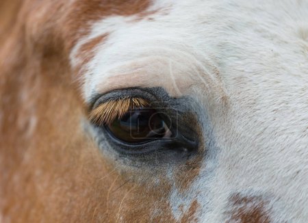 Photo for Eye a horse close up - Royalty Free Image