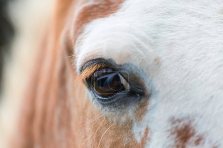 Foto de Ojo un caballo de cerca - Imagen libre de derechos