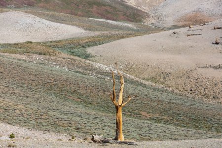 Antike Borstlecone Pine Tree mit den verdrehten und knorrigen Merkmalen. Kalifornien, USA.
