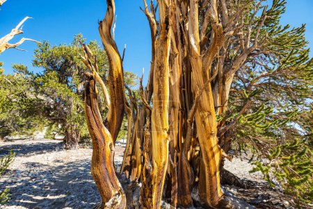Antike Borstlecone Pine Tree mit den verdrehten und knorrigen Merkmalen. Kalifornien, USA.