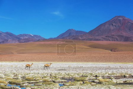 Foto de Fantásticos paisajes escénicos del norte de Argentina. Hermosos paisajes naturales inspiradores. - Imagen libre de derechos