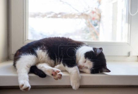 Photo for Sleeping cat on winter window - Royalty Free Image