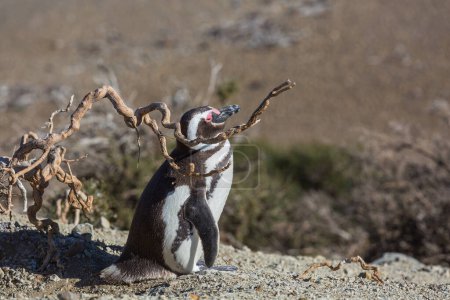 Magellanic Penguin (Spheniscus magellanicus) in Patagonia, Argentina.
