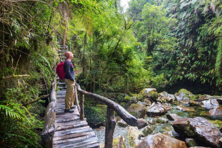 Touriste dans la forêt tropicale du sud du Chili