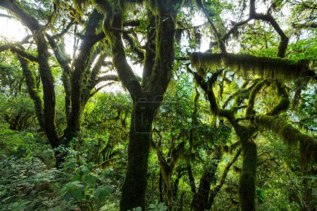 Fabulous rain forest. Trees covered with thick layer of moss.