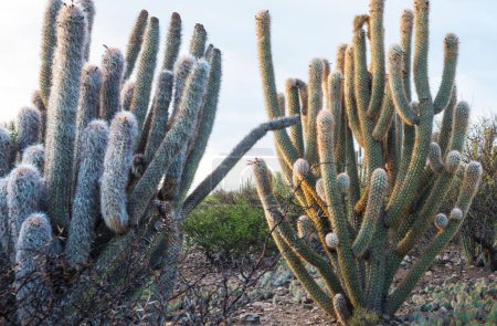 Cactus en montañas secas bolivianas