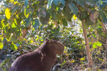 Capybara en el Pantanal, Brasil, América del Sur