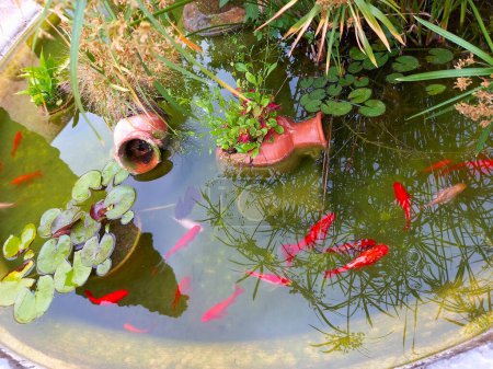 Foto de Small garden pond with red fish and clay jug, many decorative evergreen plants - Imagen libre de derechos