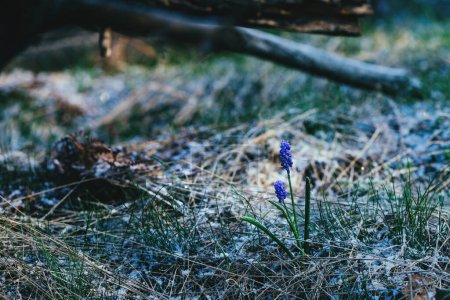 Téléchargez les photos : Fleur de jacinthe de raisin d'amidon (Muscari neglectum) à Divcibare, Serbie au matin froid du printemps - en image libre de droit