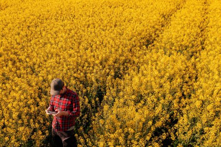 High angle view of male farmer using drone remote controller in cultivated rapeseed field. Farm worker with trucker's hat and red plaid shirt using innovative modern technology in agriculture on sunny spring day.